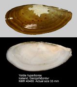 Yoldia hyperborea